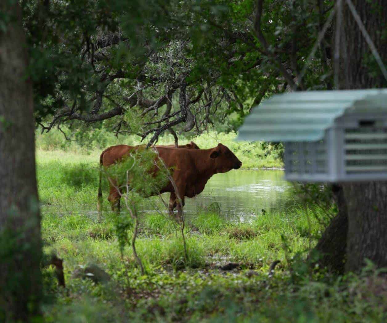 Escasez de veterinarios ante mosca barrenadora