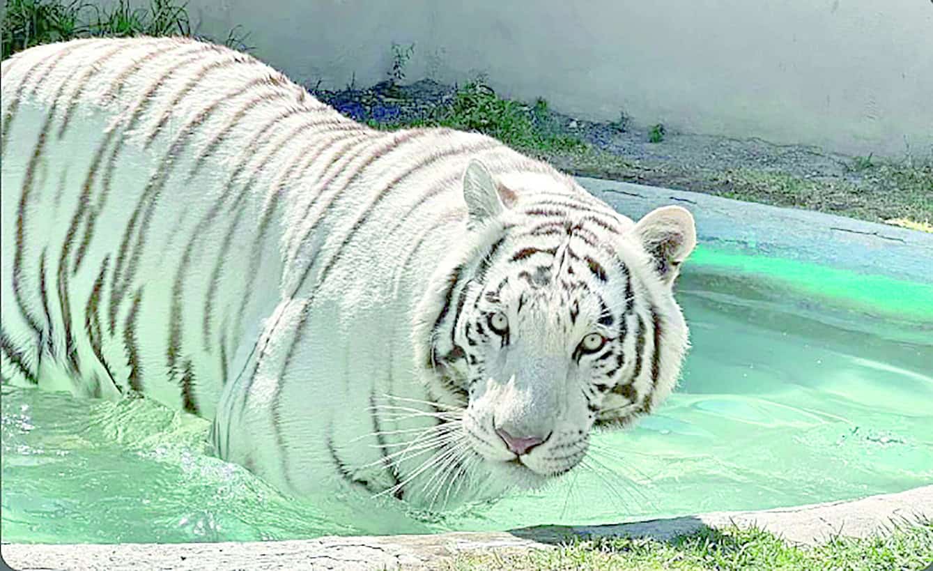 Profepa confirma versión sobre muerte de tigre “Kenzo