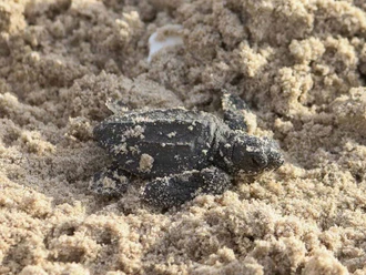 Lidera Tamaulipas protección mundial de la tortuga lora