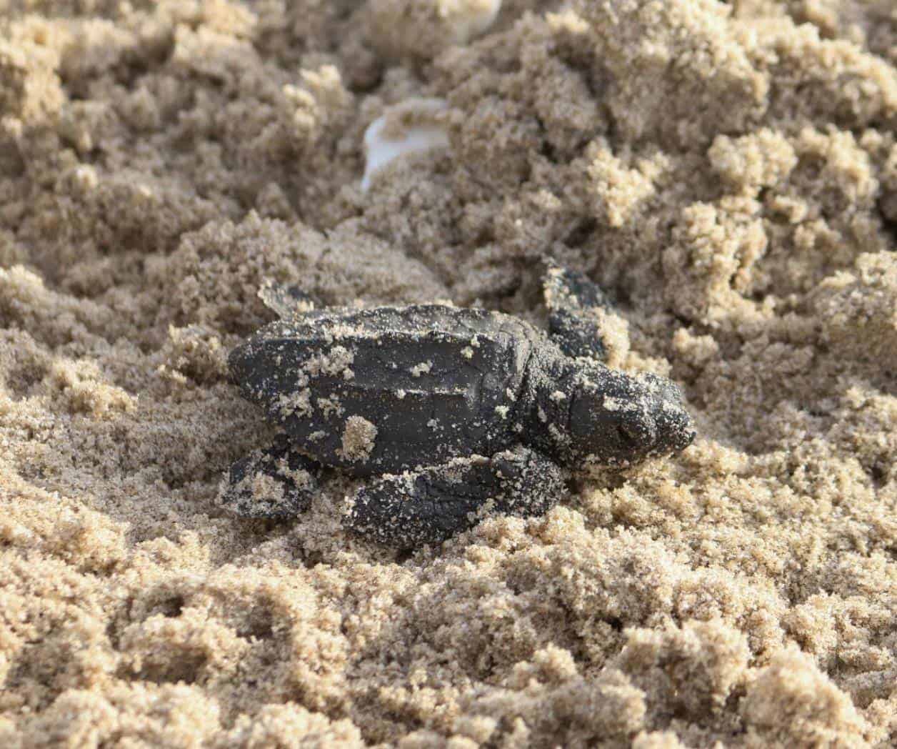 Lidera Tamaulipas protección mundial de la tortuga lora