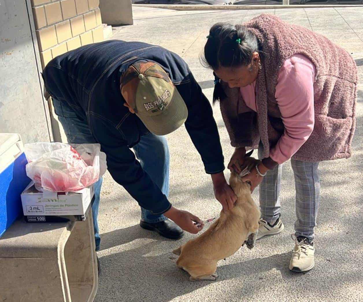 Arrecian vacunación para proteger a perros y gatos