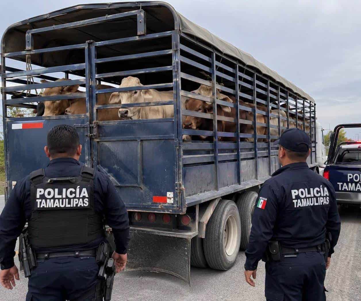 Aseguran 22 reses sin documentación