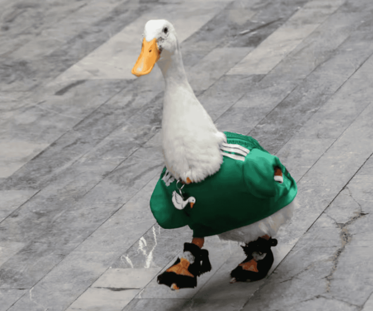 Pato Merlín y su familia ya tienen casa, agradecen a Sheinbaum