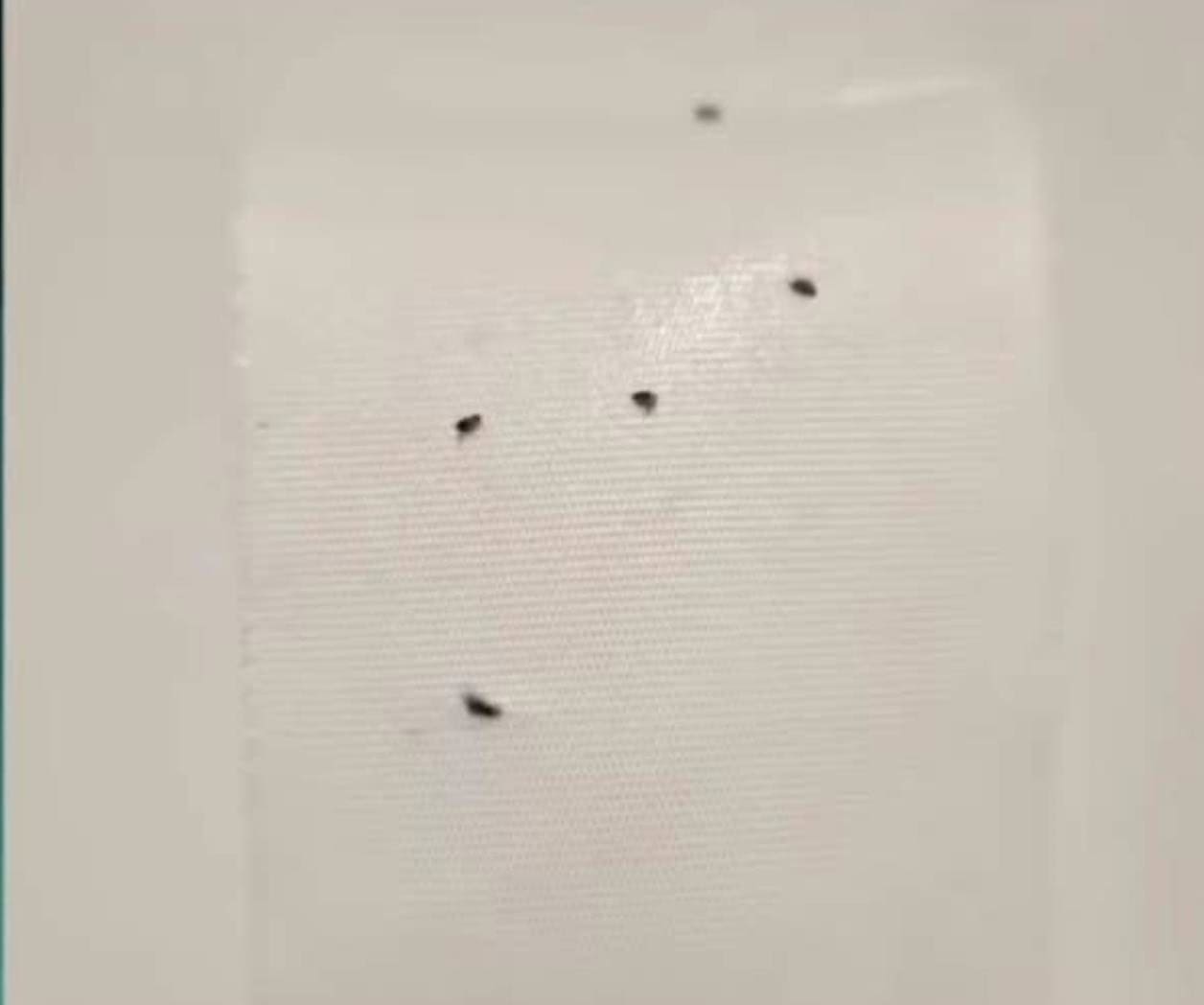 Pulgas y garrapatas en clínica del IMSS