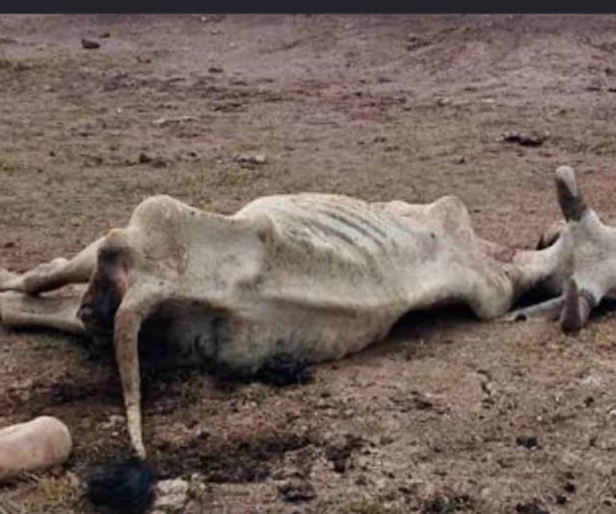 La sequía mata hasta  500 reses en Reynosa