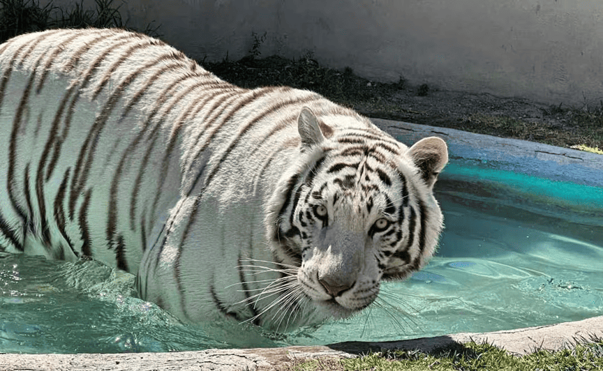 Tigre Kenzo murió por herida de bala: UNAM