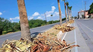 Podan palmas y se olvidan de la basura