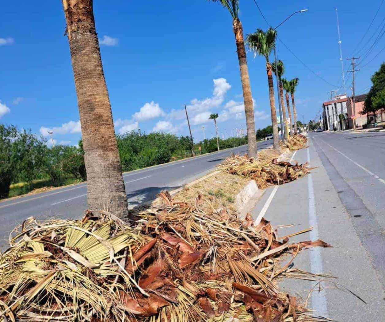 Podan palmas y se olvidan de la basura