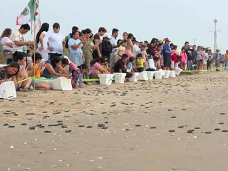 Liberan más de 25 mil crías de tortuga en Playa Bagdad