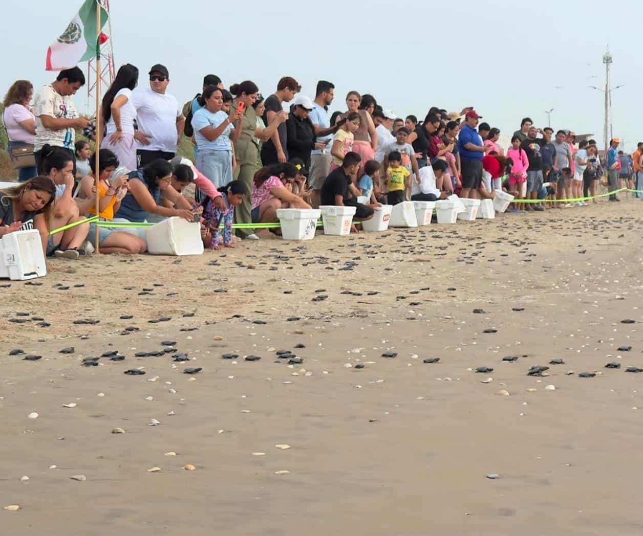 Liberan más de 25 mil crías de tortuga en Playa Bagdad