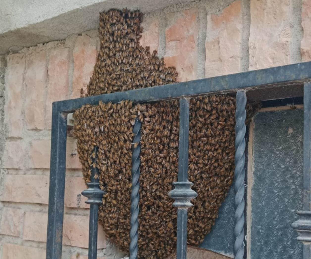 Bomberos piden precaución por presencia de enjambres de abejas