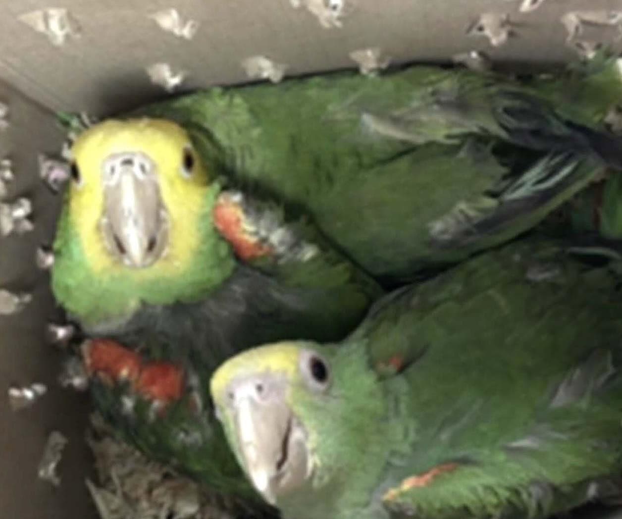 Interceptan loros en un intento de contrabando