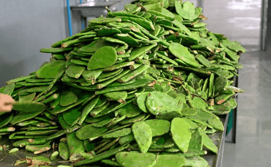 UNAM crea fertilizante con residuos de nopal