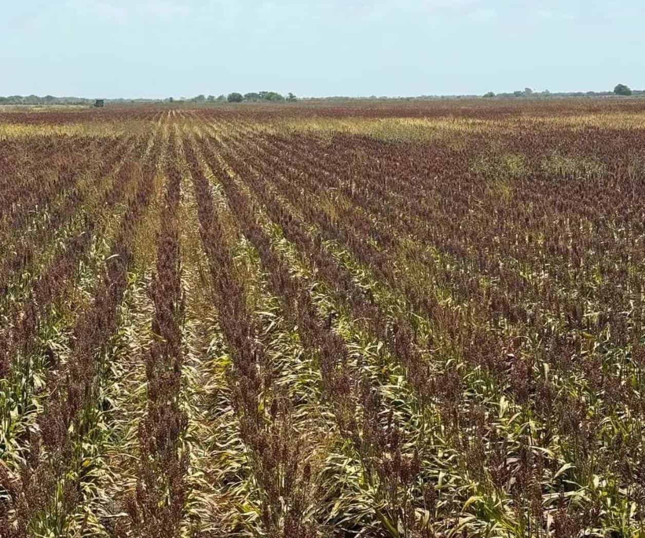 Concluye trilla de sorgo