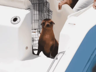 Profepa libera a loba marina de 5 meses en Baja California