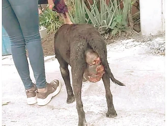 Alertan por cáncer contagioso en perros