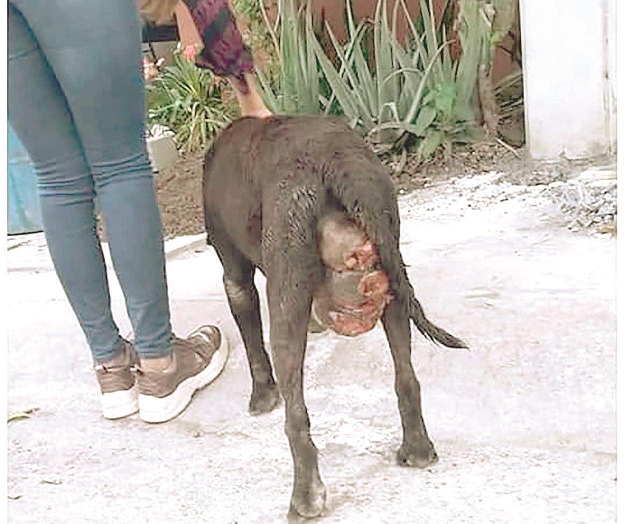 Alertan por cáncer contagioso en perros