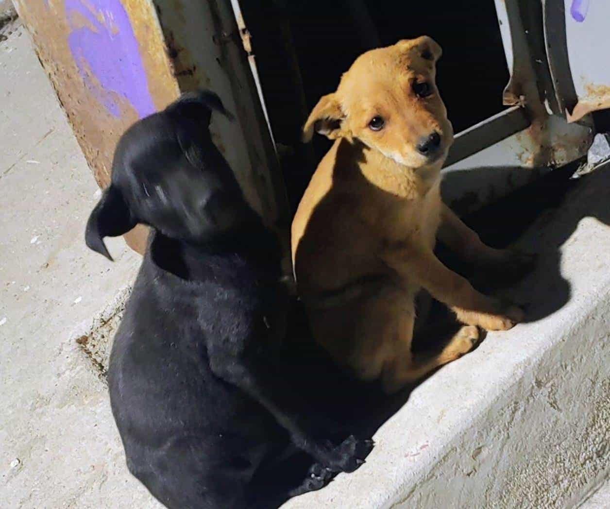 Menor abandono de mascotas en este año
