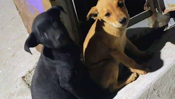 Perros sueltos ponen en riesgo a vecinos