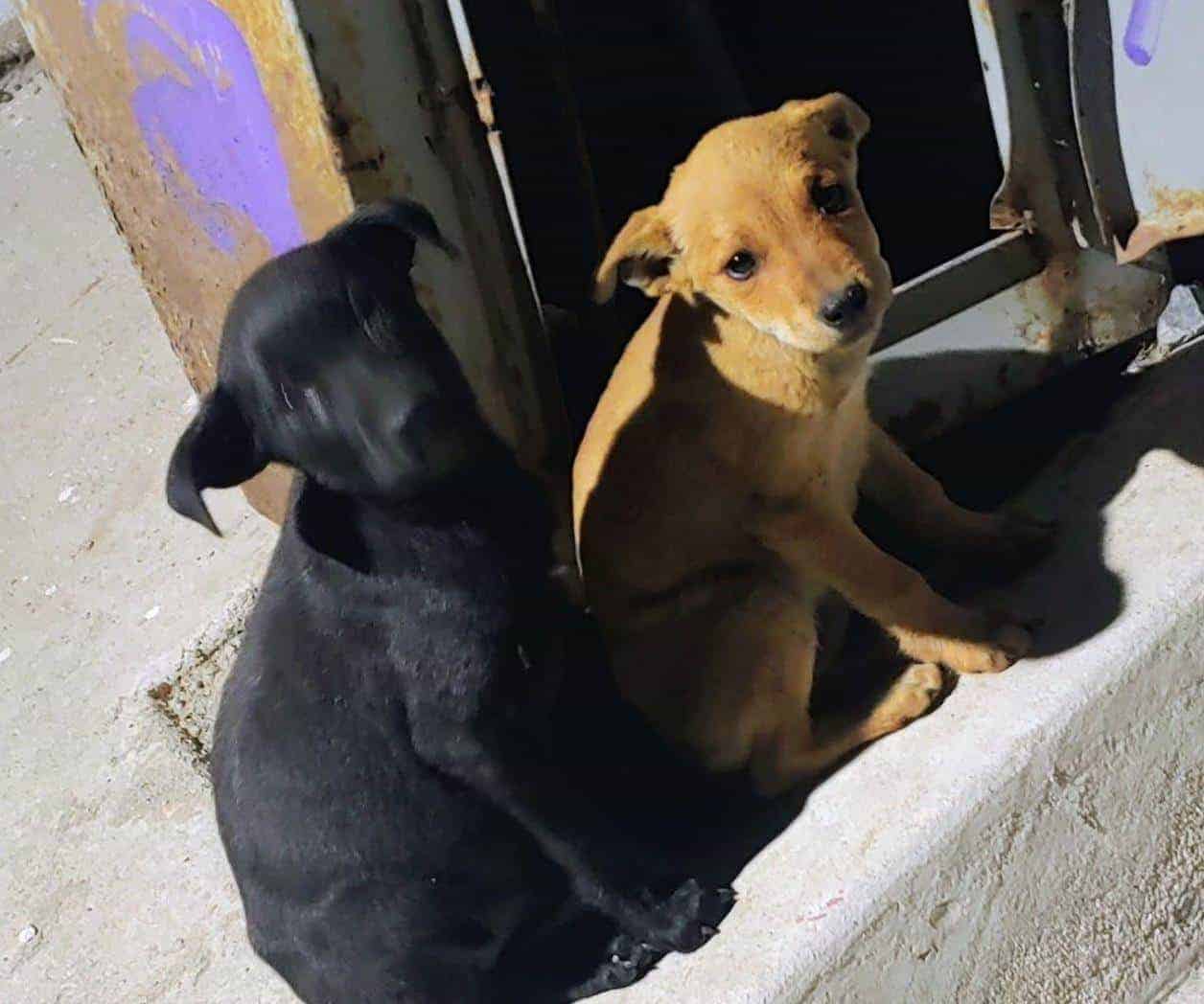 Perros sueltos ponen en riesgo a vecinos