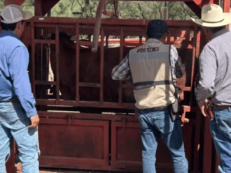 Suman cuatro casos de gusano barrenador en Chihuahua