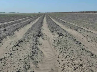 El campo de Reynosa siembra incertidumbre