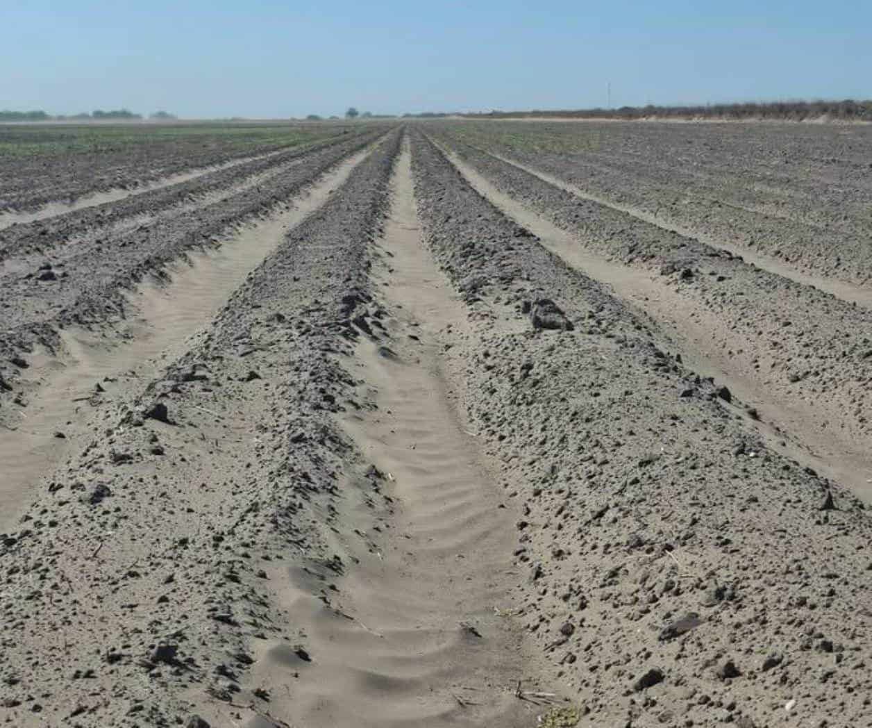 El campo de Reynosa siembra incertidumbre