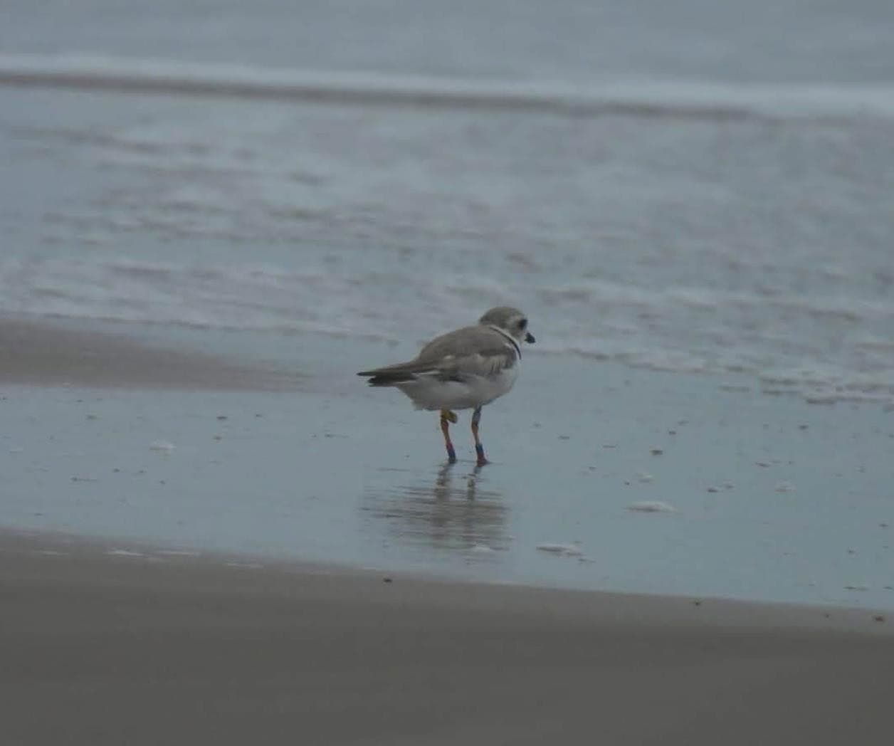 Avistan chorlito melodus en Playa Bagdad