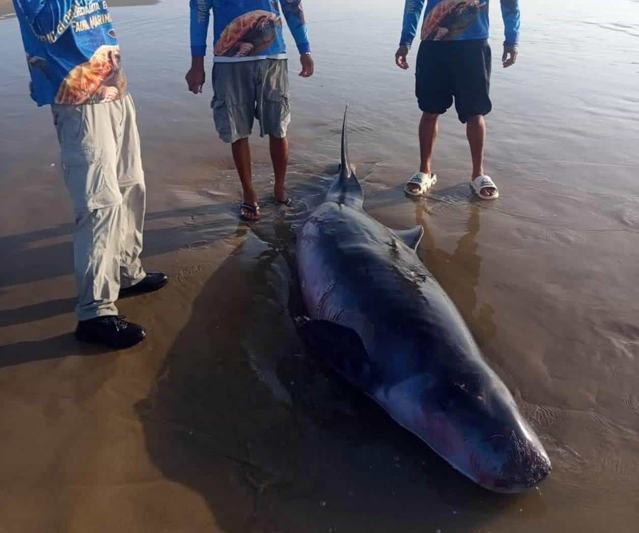 Reportan cachalote pigmeo varado en Playa Bagdad