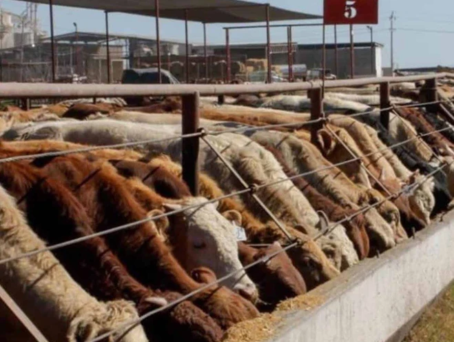 Anuncia Sheinbaum reanudación de exportación de ganado a EU