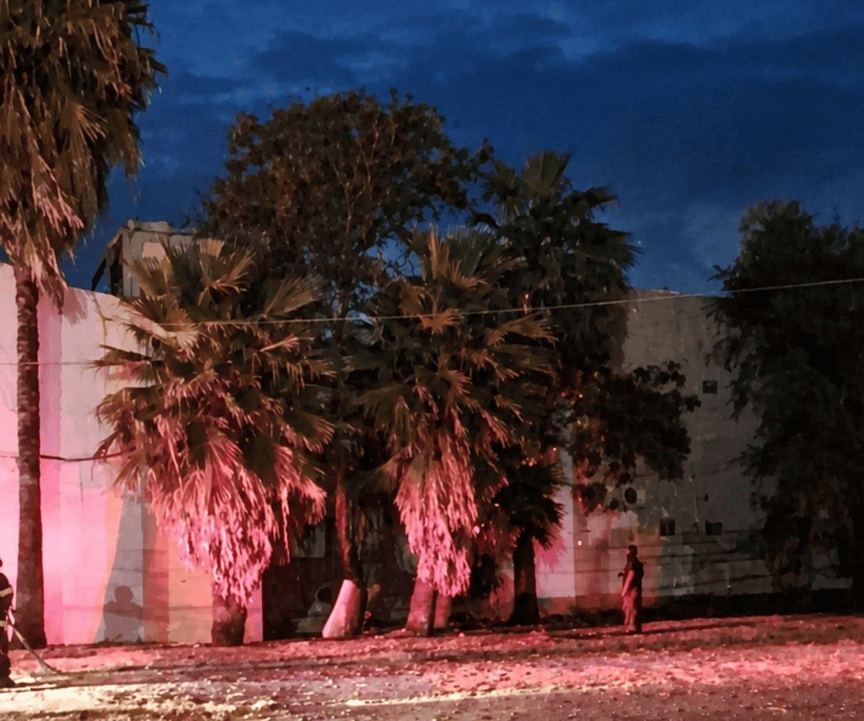 Arden palmeras  en la zona centro