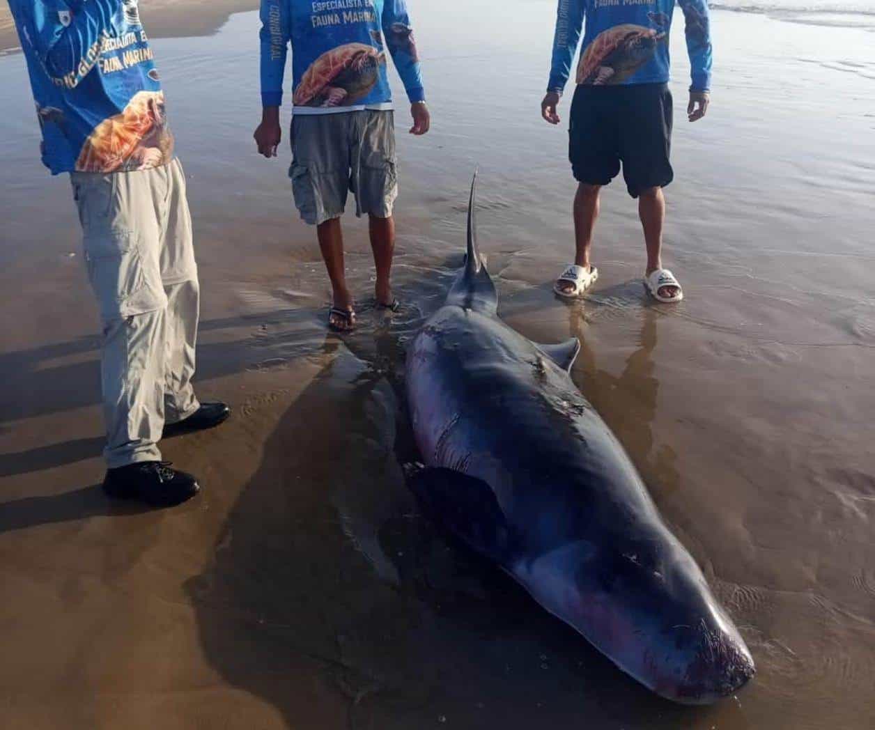 Cachalote pigmeo varado en la playa Bagdad