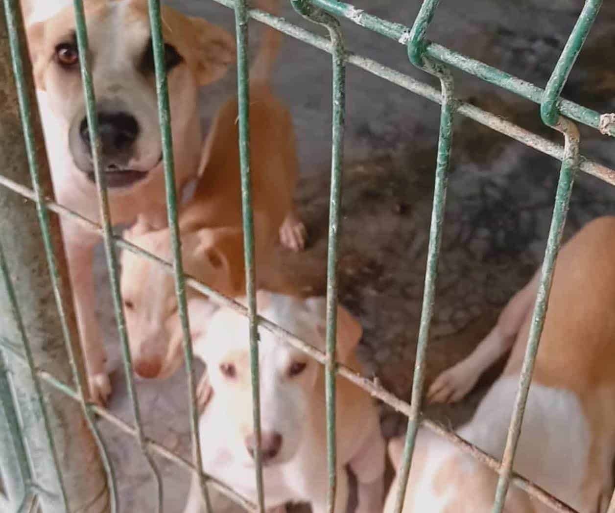 Piden proteger a las mascotas por el calor
