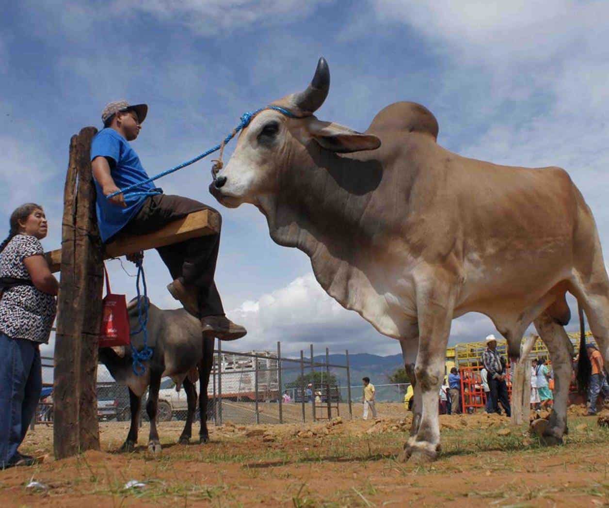 Reabrir frontera impulsará al sector ganadero: Sheinbaum