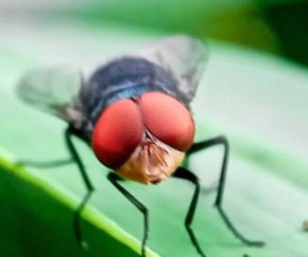 Capacitan sobre la mosca barrenadora