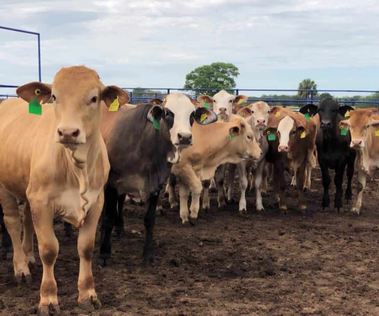 Reabre EU ganado, pero Tamaulipas sigue rezagado