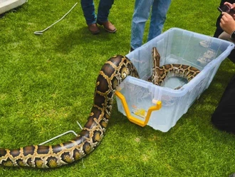 Profepa asegura pitón birmana exhibida en circo de Zacatecas