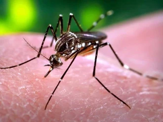 Oficial: Primer caso de dengue en Matamoros