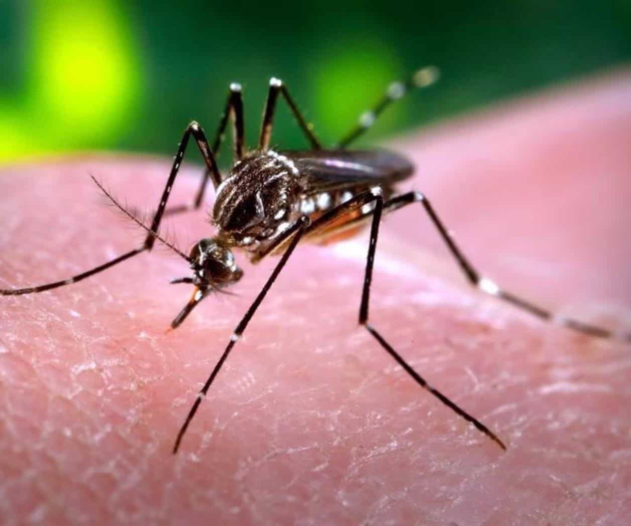 Oficial: Primer caso de dengue en Matamoros Oficial: Primer caso de dengue en Matamoros