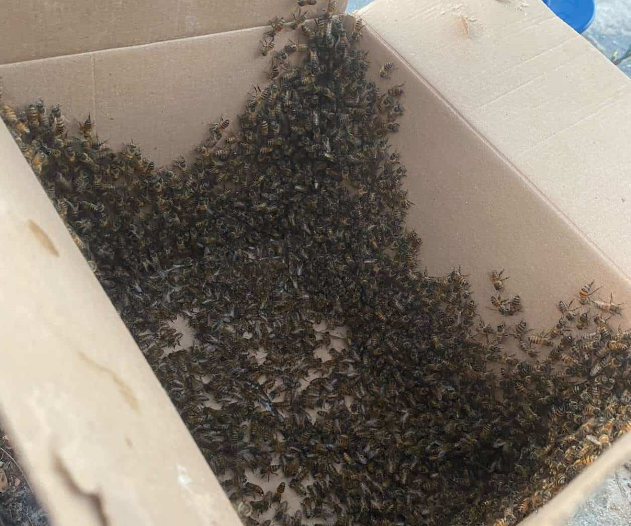 Valle Hermoso, en alerta por abejas
