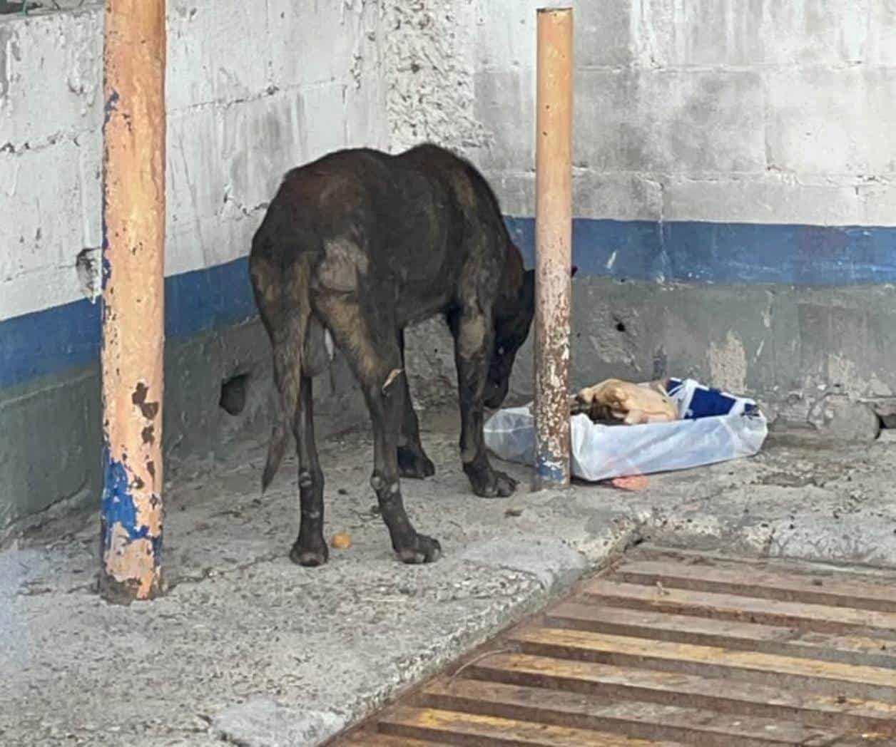 Combate al maltrato animal