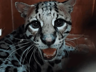 Profepa libera a ocelote rescatado en Oaxaca