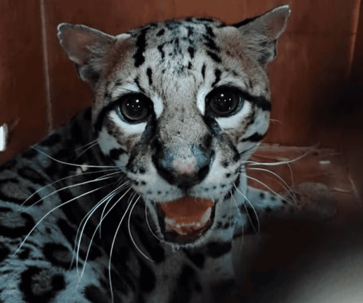 Profepa libera a ocelote rescatado en Oaxaca
