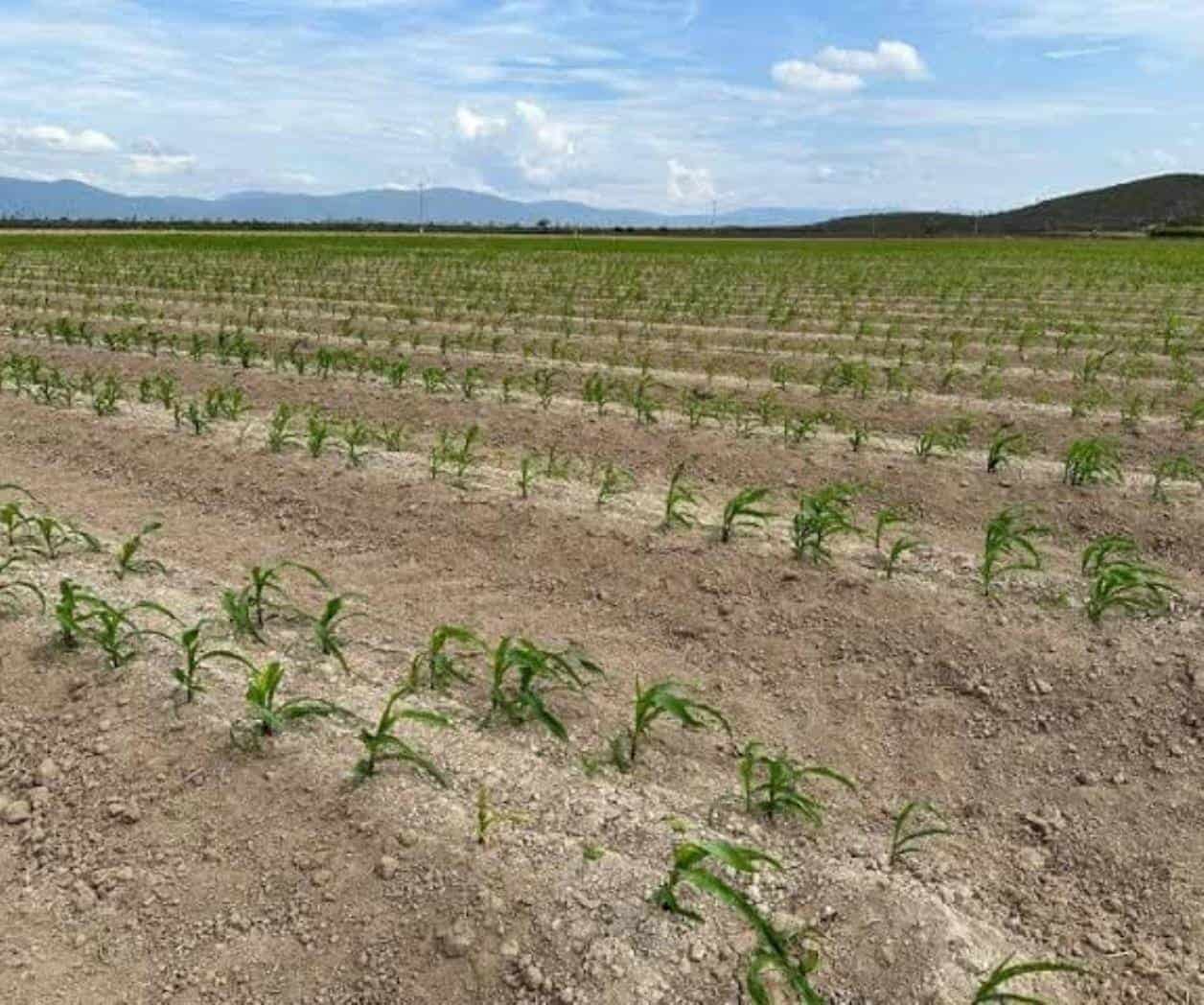 Condonarán adeudos a productores tamaulipecos