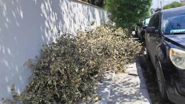Ramas obligan a caminar por la calle