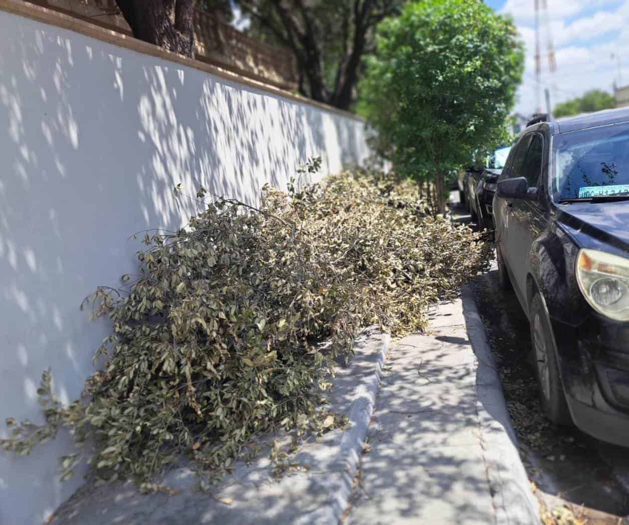 Ramas obligan a caminar por la calle