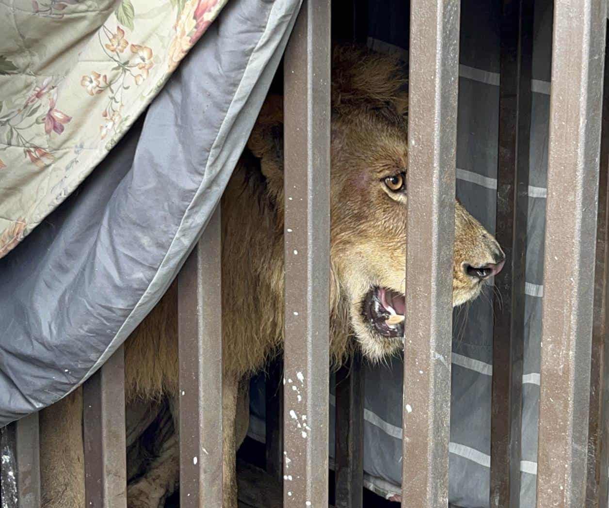 Rescatan a león en Matamoros