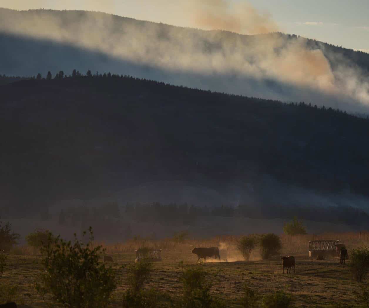 Incendio forestal destruye unas 230 viviendas en comunidad indígena de Canadá, dicen autoridades Incendio forestal destruye unas 230 viviendas en comunidad indígena de Canadá, dicen autoridades