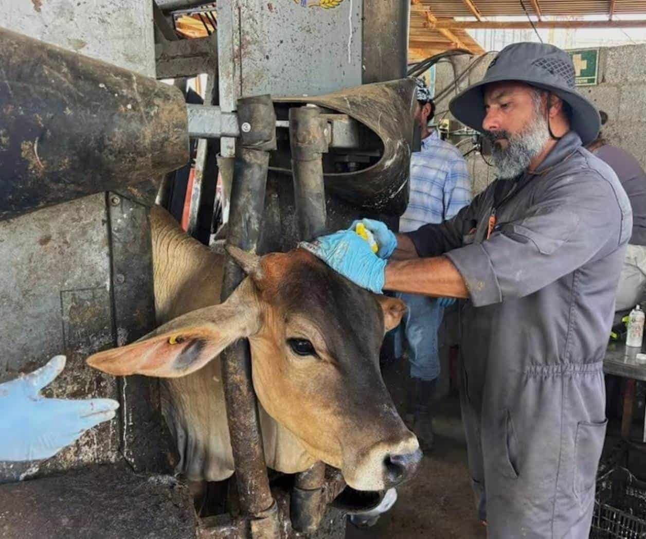 Bajan a 81 los casos de gusano barrenador en el estado