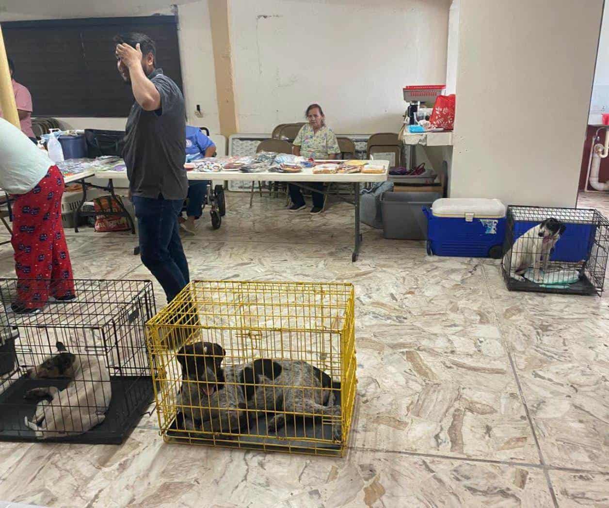 Protegen a mascotas de gusano barrenador